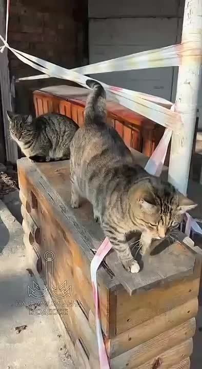   :  