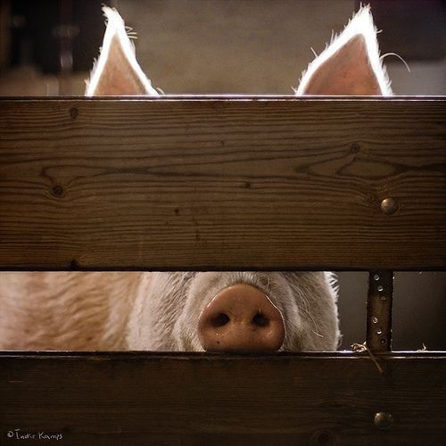 #украина_под_микроскопом: в Одесской области после мобилизации пропали свиньи