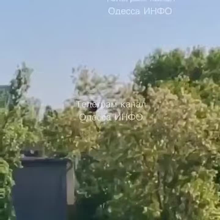 Кот? Птичье гнездо? Ухилянт!