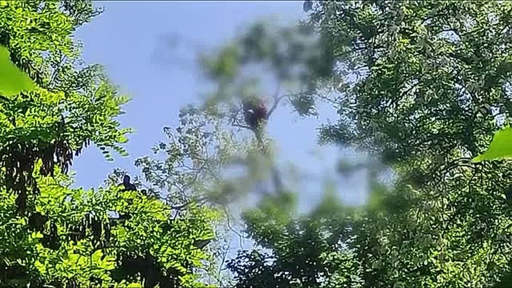 Загнали как кошку на дерево