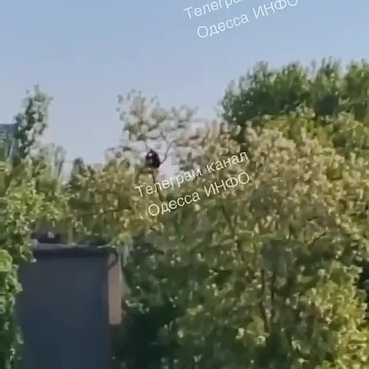 Мужчина, спасаясь от ТЦК, залез на самую верхушку дерева в Одессе, пишут в местных пабликах