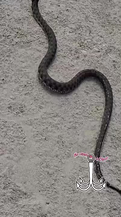 В Одесском регионе наблюдается повышенная активность ужей