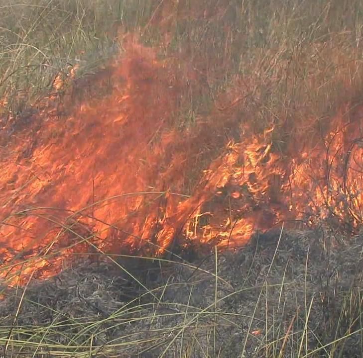 В Одесской области вспыхнули масштабные пожары — сгорели дачи и гектары сухостоя