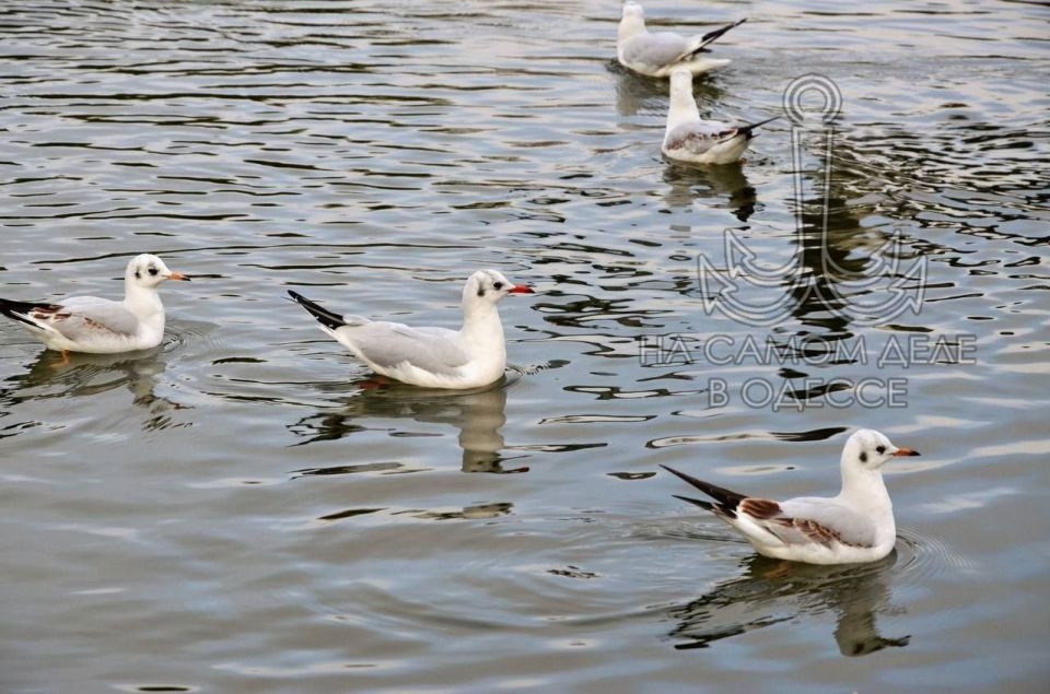 В дендропарке «Победа» – подвиг коммунальный! Берега прудов – целых 2 километра – таки привели в божеский вид В дендропарке «Победа» – подвиг коммунальный! Берега прудов – целых 2 километра – таки привели в божеский вид
