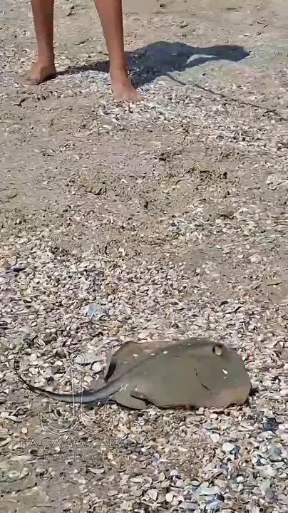   :     