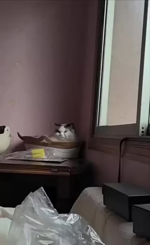     ,    