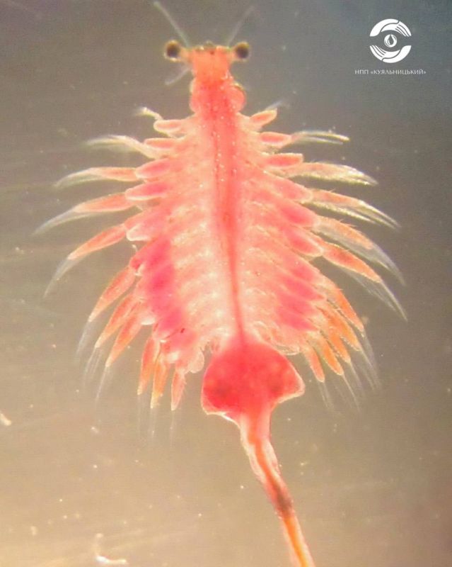 В соленых водоемах Одесской области обнаружили уникального рачка В соленых водоемах Одесской области обнаружили уникального рачка