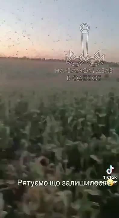 Саранча атакует Одессу: стаю насекомых заметили в поле