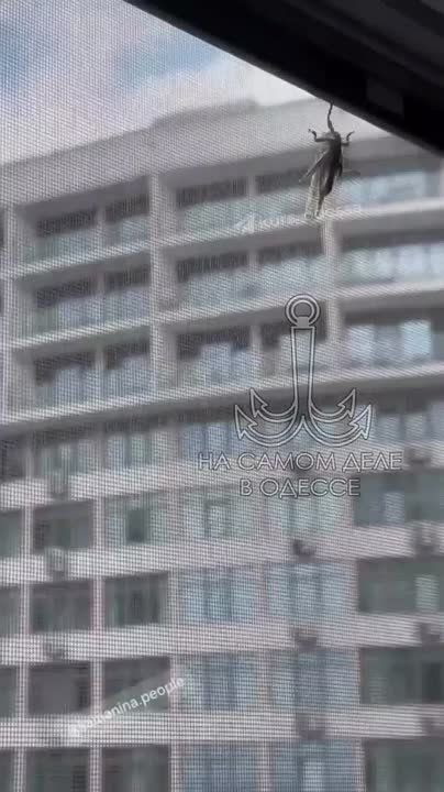 Саранча в Одессе! Закрывайте окна москитными сетками!
