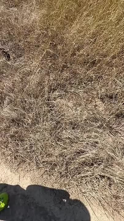 Армен Гаспарян: Саранча захватила Одессу. Подписывайтесь на ГАСПАРЯН