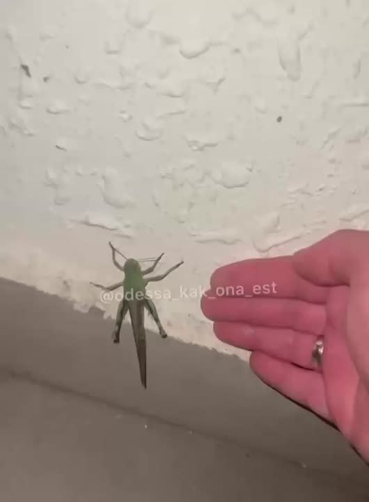 Одесса теперь тоже столкнулась с нашествием саранчи