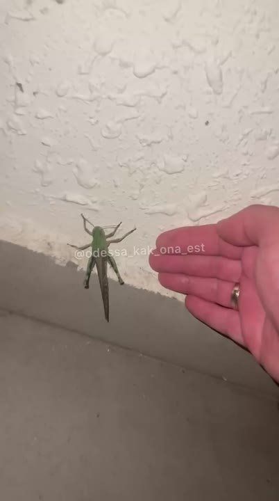 Армен Гаспарян: Саранча устанавливает порядки в Одессе