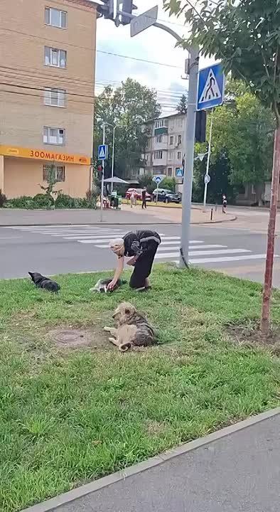 Еще одесской милоты вам в ленту: бабушка расчесывает бездомных собак