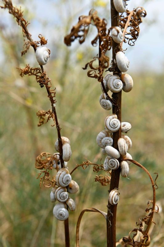 На Тилигульском лимане в этом году отменный урожай улиток