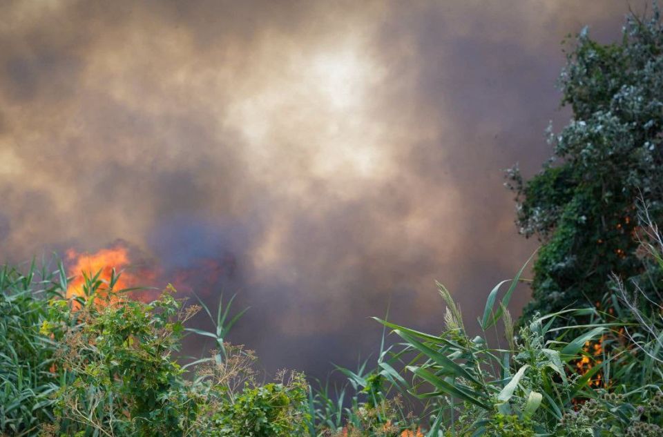 Саранча, жара, потоп: грозит ли Одессе голод после уничтожения урожая