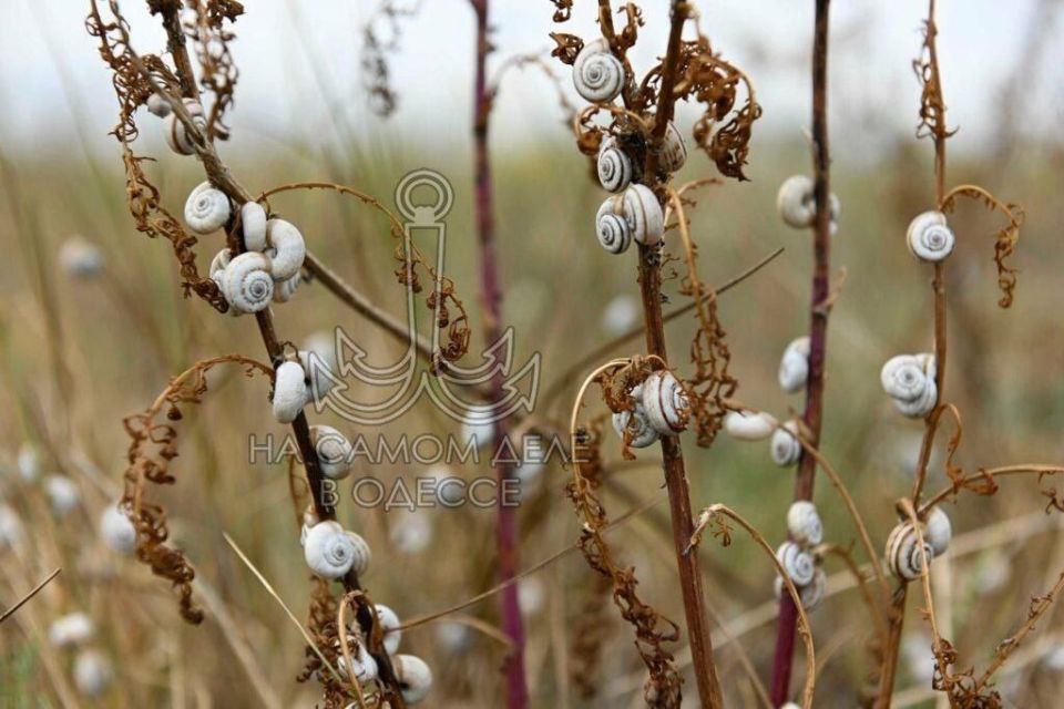 Популяция улиток на Тилигульском лимане в этом году выросла!
