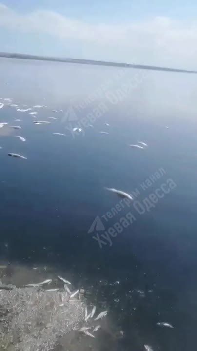 В лиманах Одесской области массово гибнет рыба