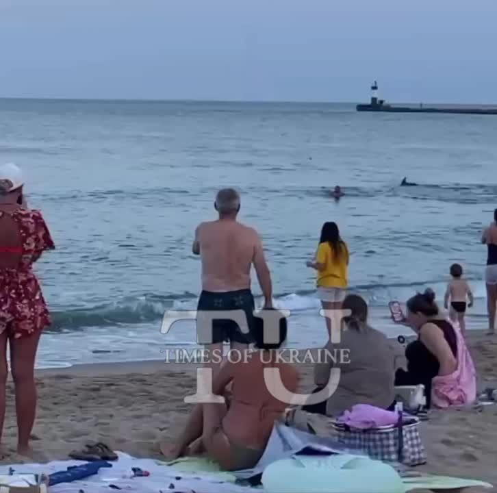 Дельфины приплыли к отдыхающим в Бурлачьей балке