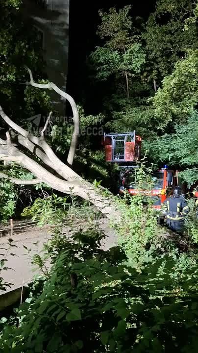 В Одессе из-за сильного ветра случился древопад