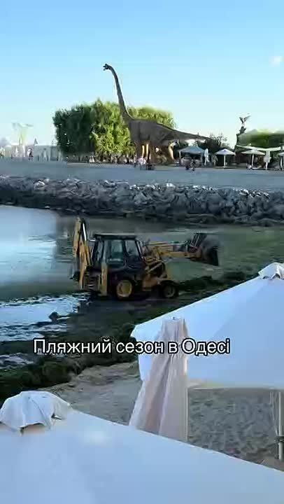 Для уборки водорослей на пляжах Одессу подключили спецтехнику