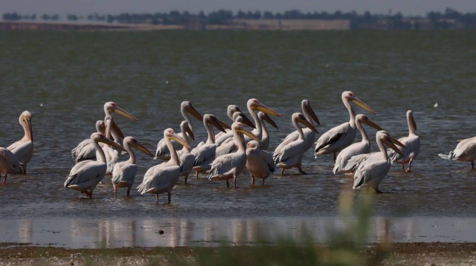 Пару дней назад жители Одесчины самостоятельно выкопали пролив между лиманами, а сейчас там уже поселились прекрасные птицы Пару дней назад жители Одесчины самостоятельно выкопали пролив между лиманами, а сейчас там уже поселились прекрасные птицы