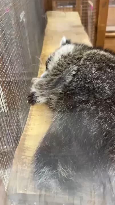 В зоопарке в Одессе на глазах у толпы умирает енот