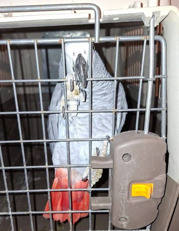 В Одессе незваного гостя посадили в клетку