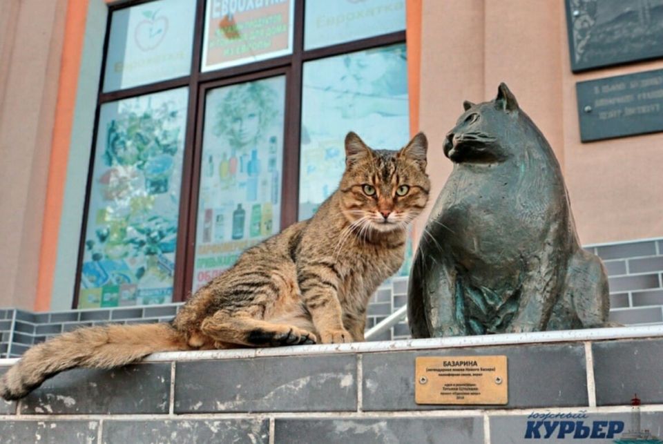 Одесских пушистиков вам в пятничную ленту