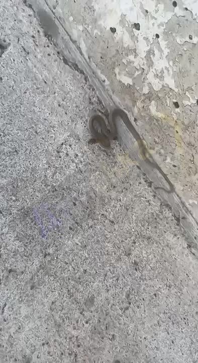 В Одессе змея нападает на людей