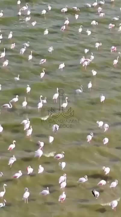 Розовые фламинго в Нацпарке «Тузловские лиманы»