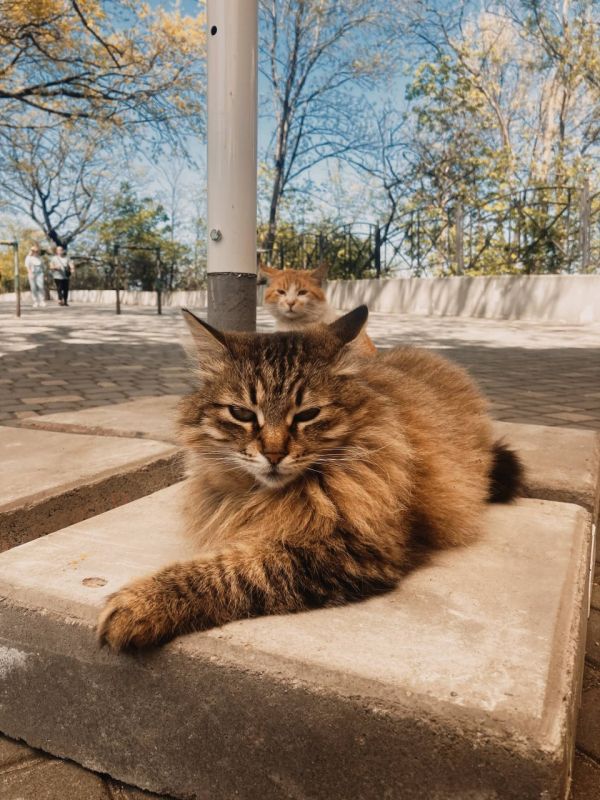 Мы принесли одесских котиков вам в ленту