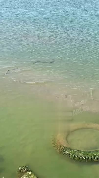 Пляжи Одесской области захватили змеи