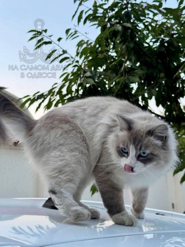       ?    !  ,  !     ,   ?