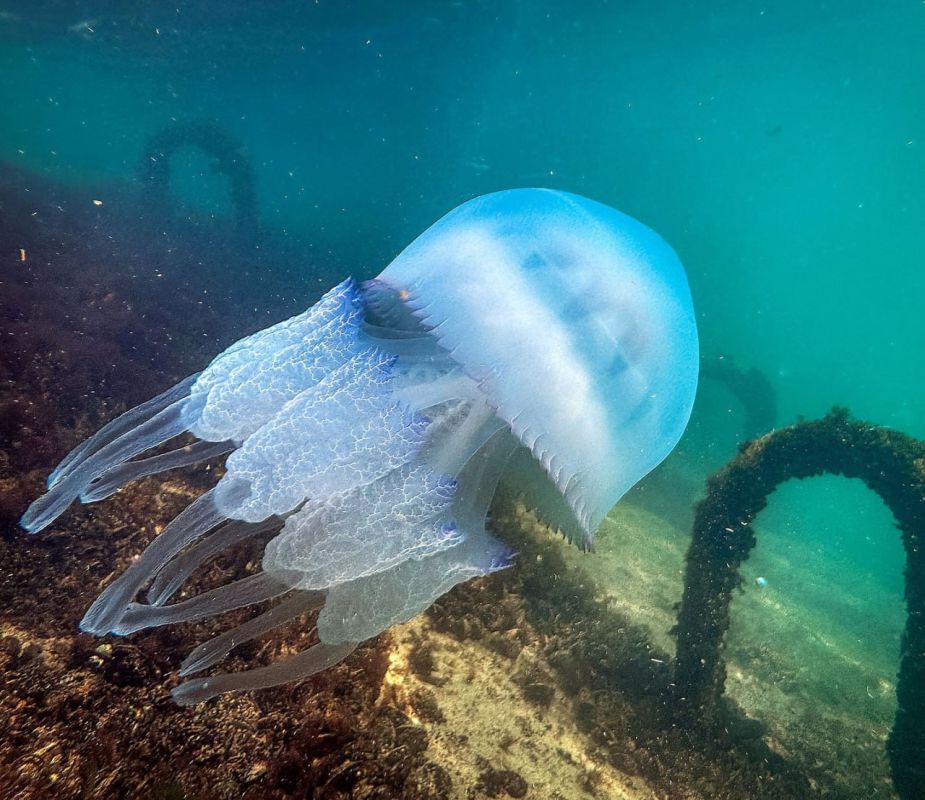 Фотограф запечатлел подводный мир одесского побережья