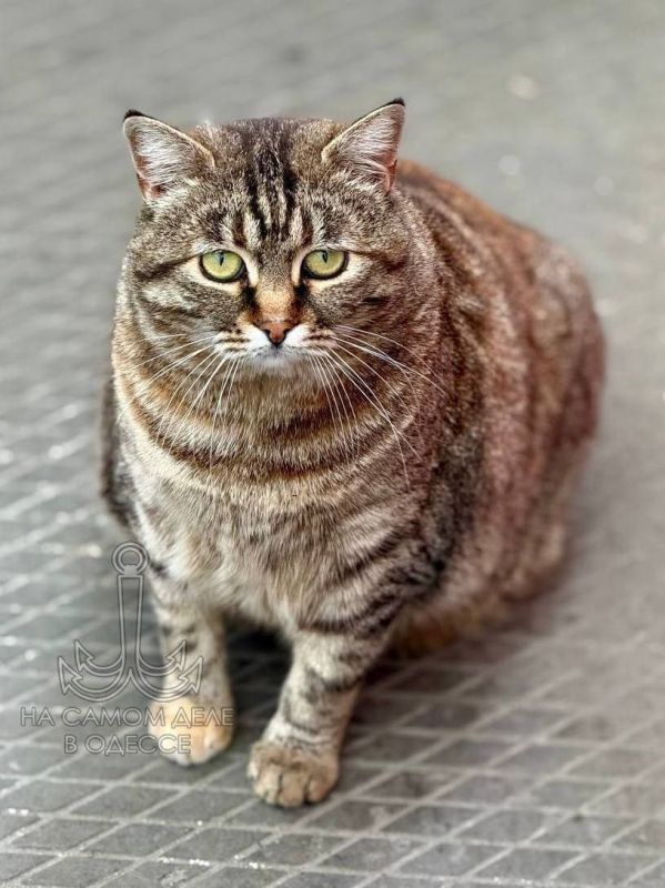 Коты в Одессе – это просто животные? Как бы не так! Это живая, мурчащая достопримечательность! Где чаще по одесским улицам, вы наблюдали их?