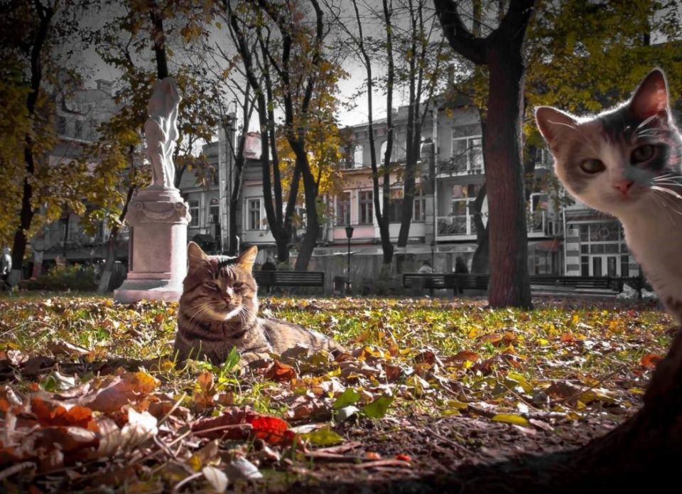 В Одессе за заботу об уличных кошках и собаках начали штрафовать