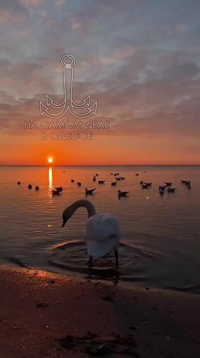 Одесса-мама мирных снов. — Мама,а у нас в садике есть девочка Роза, так я её люблю