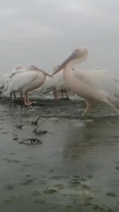 Полюбуйтесь розовыми пеликанами под дождём в Тузловских лиманах
