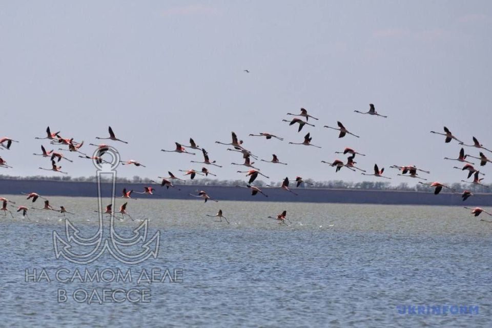 Магия Тузловского лимана!. Иногда не нужно ехать на другой конец света, чтобы увидеть чудо