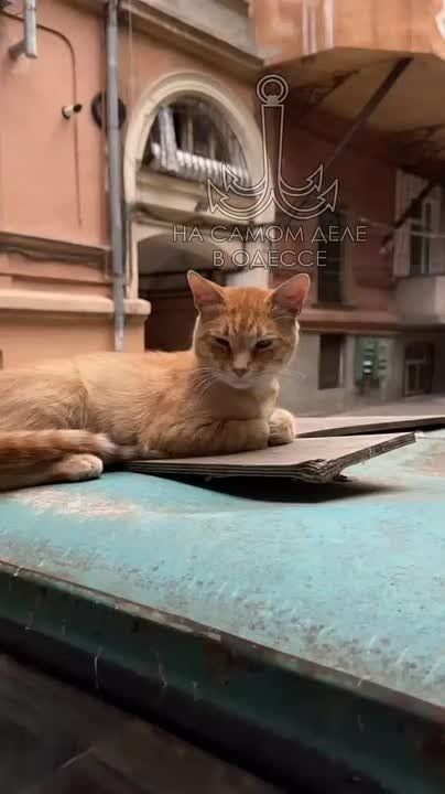 Таки да, Одесса-мама проснулась