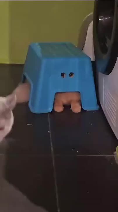 В TikTok завирусился кот, подглядывающий через табуретку