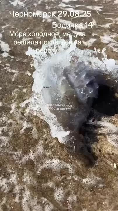 Море в Одессе настолько похолодало, что даже медузы решили выйти на берег погреться