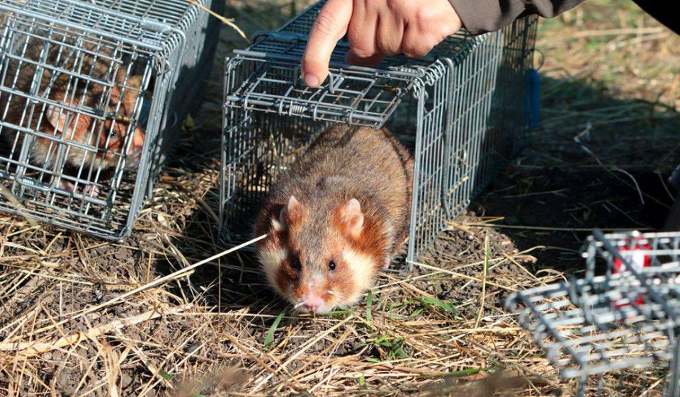 В Одессу переехали краснокнижные хомяки из Херсона В Одессу переехали краснокнижные хомяки из Херсона