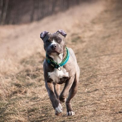 В Одесской области стая собак растерзала пенсионерку