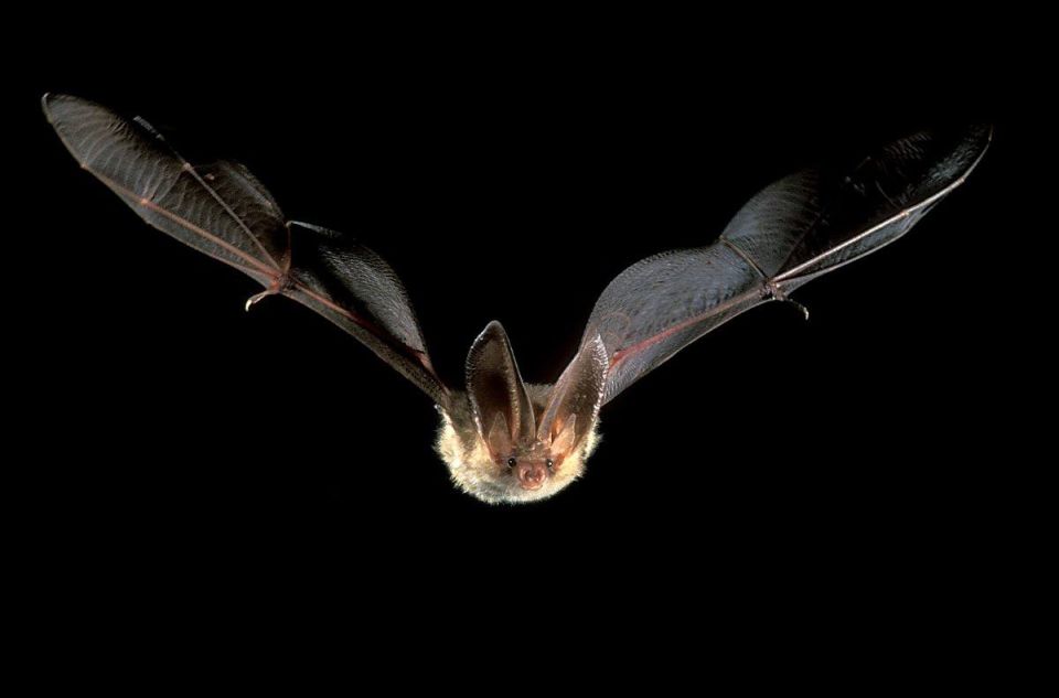 Восемь видов летучих мышей зафиксировали в Национальном парке на Одесчине Восемь видов летучих мышей зафиксировали в Национальном парке на Одесчине
