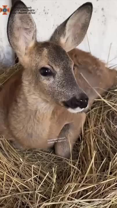 В Одесской области лесники спасли косулю Кузю