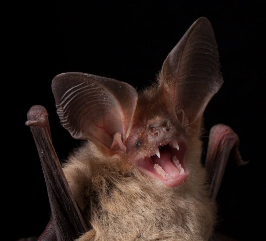Восемь видов летучих мышей зафиксировали в Национальном парке на Одесчине Восемь видов летучих мышей зафиксировали в Национальном парке на Одесчине