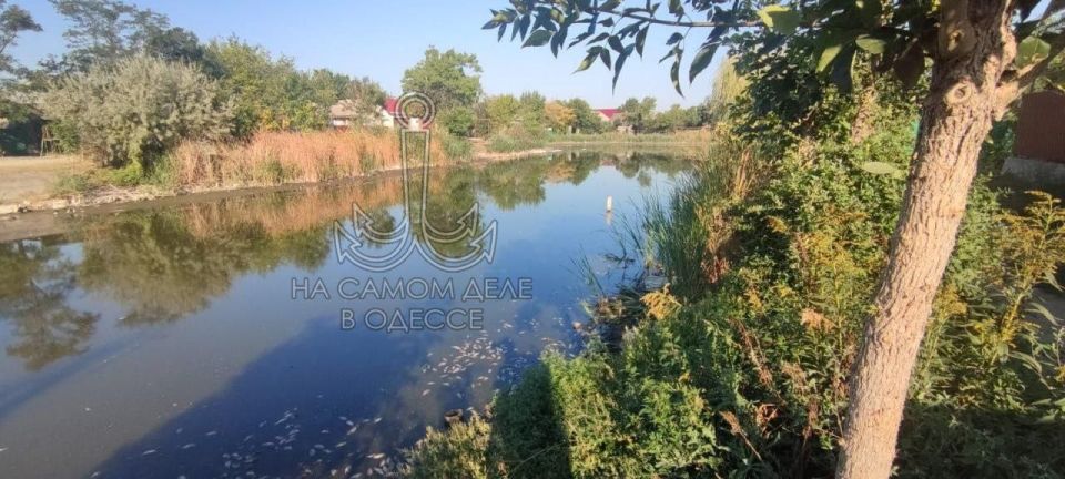 Массовый мор рыбы был замечен в Вилково Массовый мор рыбы был замечен в Вилково