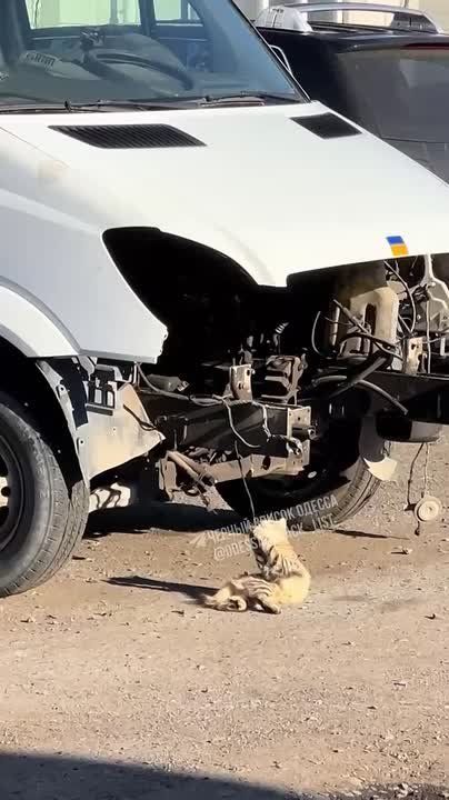 В Одессе на СТО появился электрик-кот