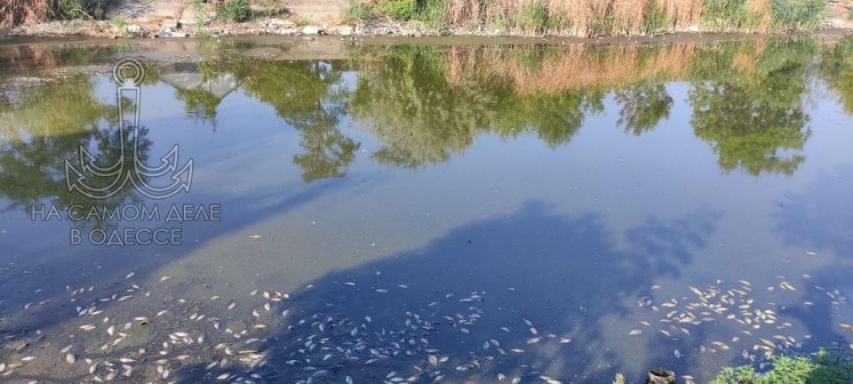 Массовый мор рыбы был замечен в Вилково